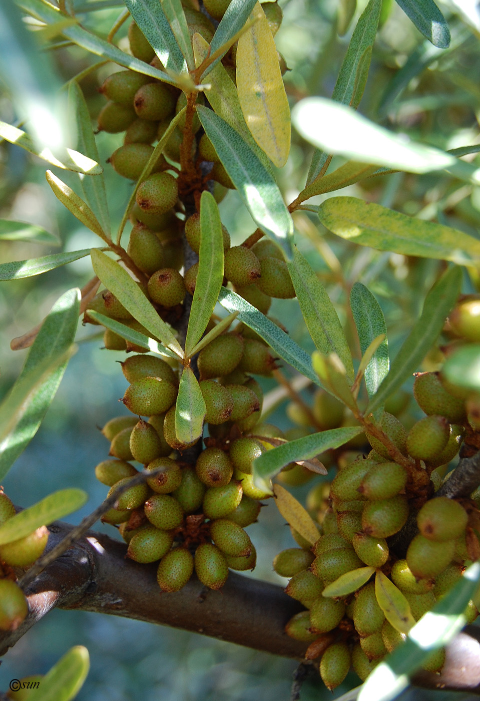 Изображение особи Hippophae rhamnoides.