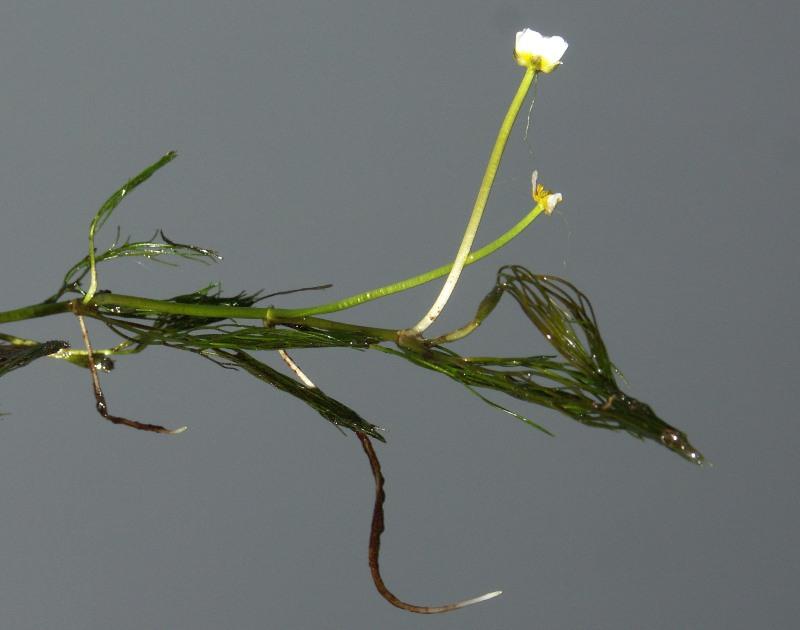 Image of Ranunculus trichophyllus specimen.