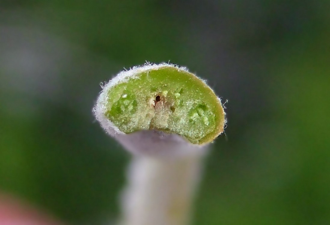 Image of Populus alba specimen.
