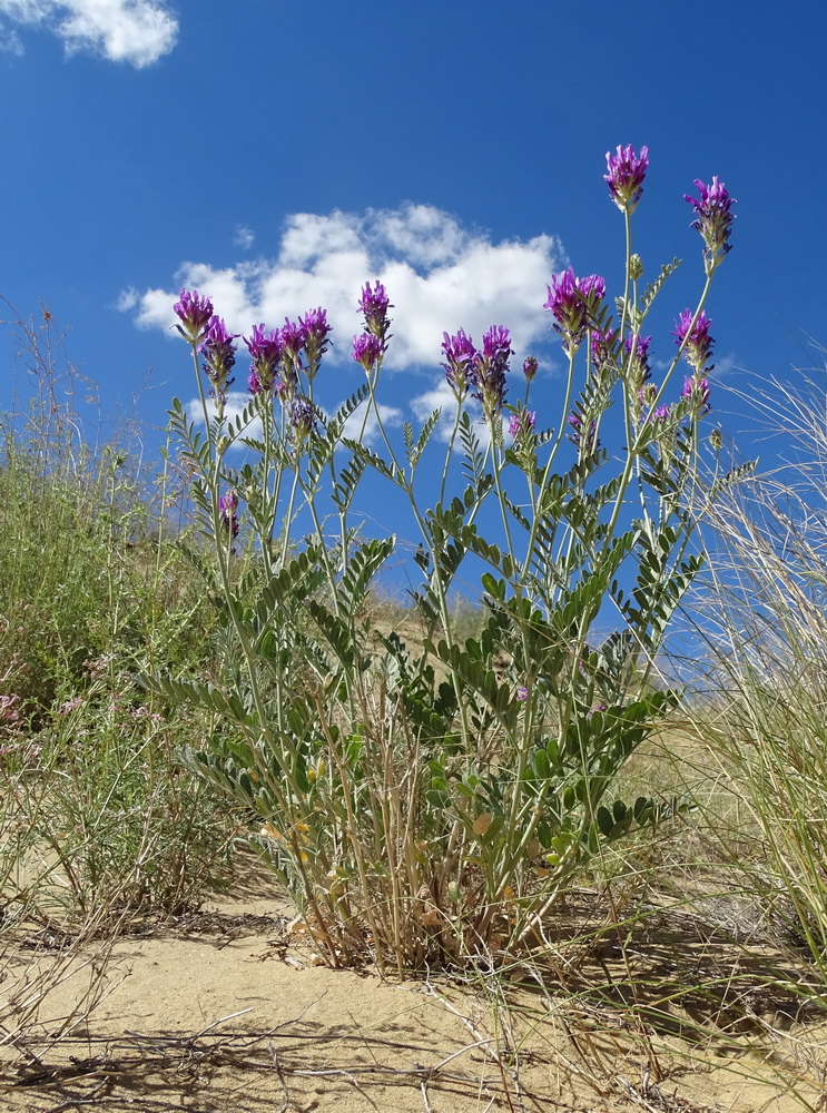 Image of Astragalus ninae specimen.