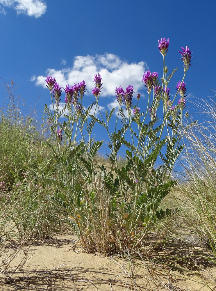 Изображение особи Astragalus ninae.