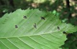 Carpinus betulus. Часть листа с очагами поражения сумчатым грибом Rhytisma sp. (вид снизу). Краснодарский край, Абинский р-н, окр. пос. Новый, широколиственный лес. 05.07.2017.