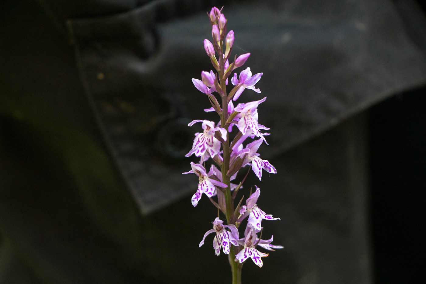 Image of Dactylorhiza fuchsii specimen.