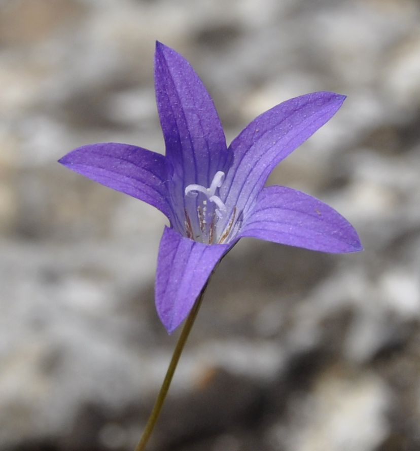 Изображение особи род Campanula.