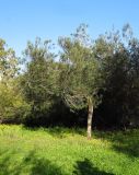 Hakea multilineata