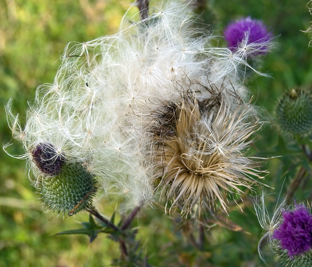 Image of Cirsium vulgare specimen.