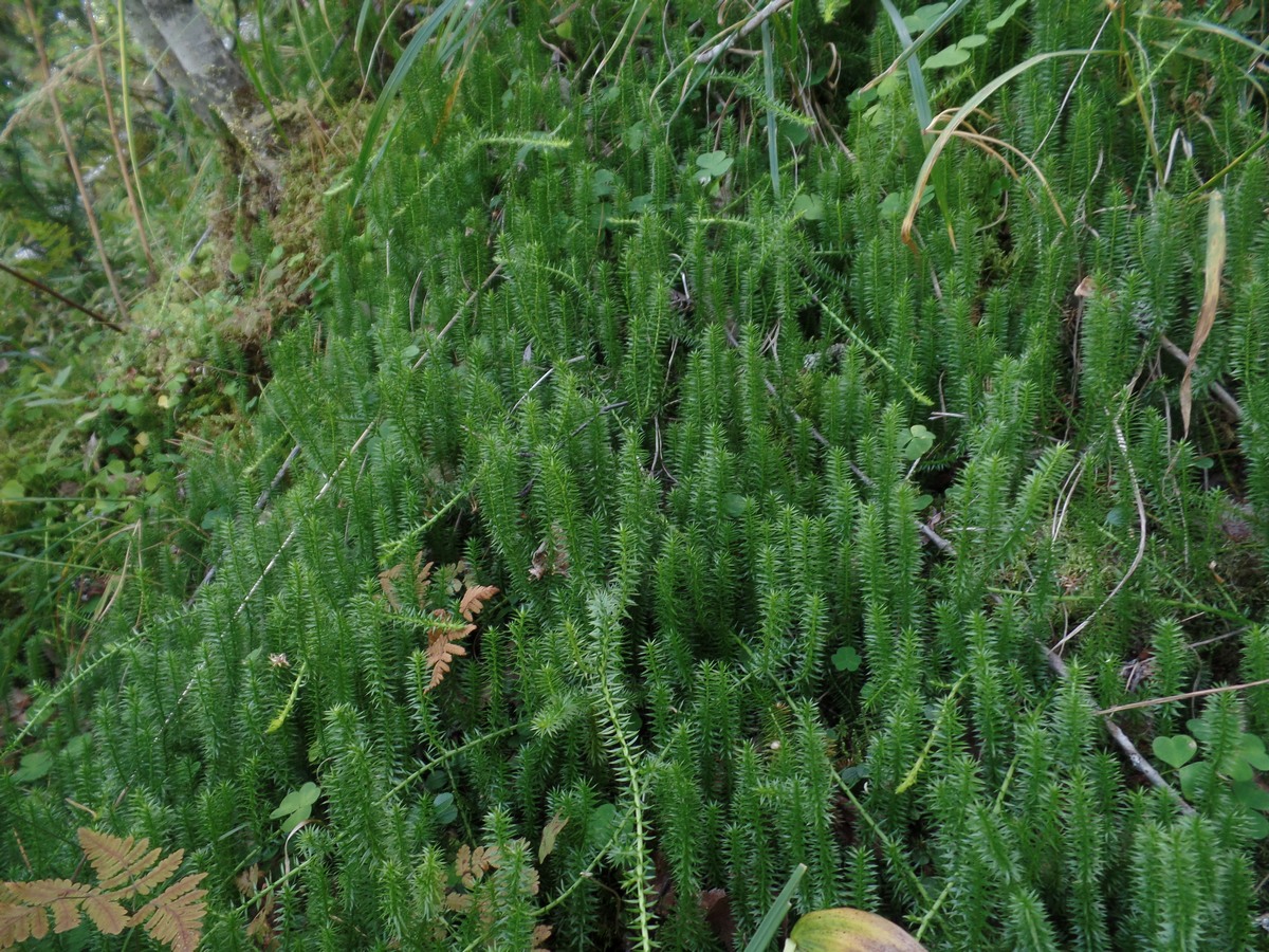 Изображение особи Lycopodium annotinum.