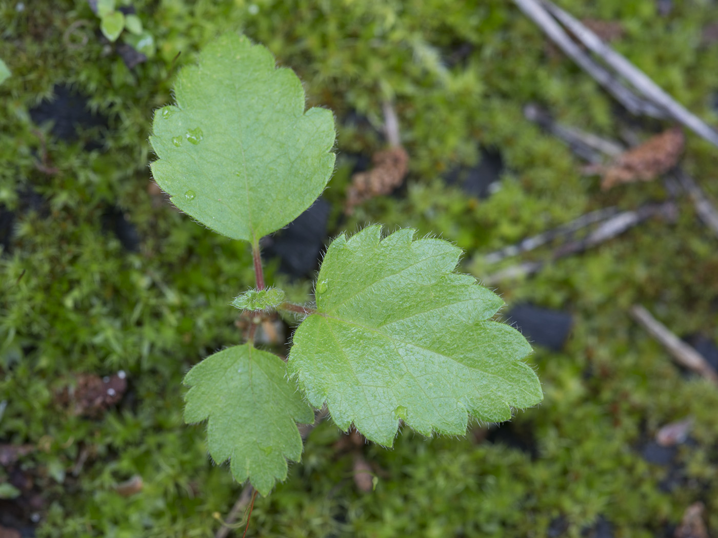 Image of Betula pubescens specimen.