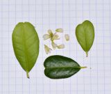 Atalantia buxifolia
