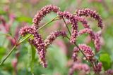genus Persicaria