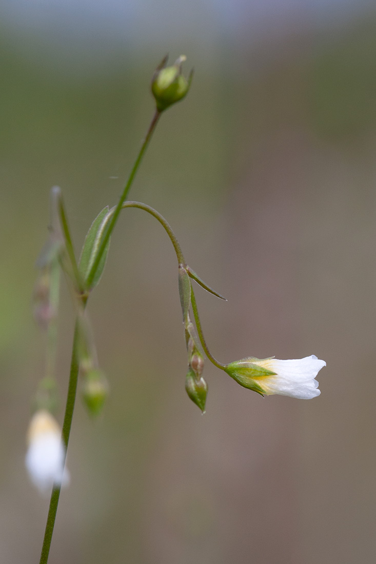 Изображение особи Linum catharticum.