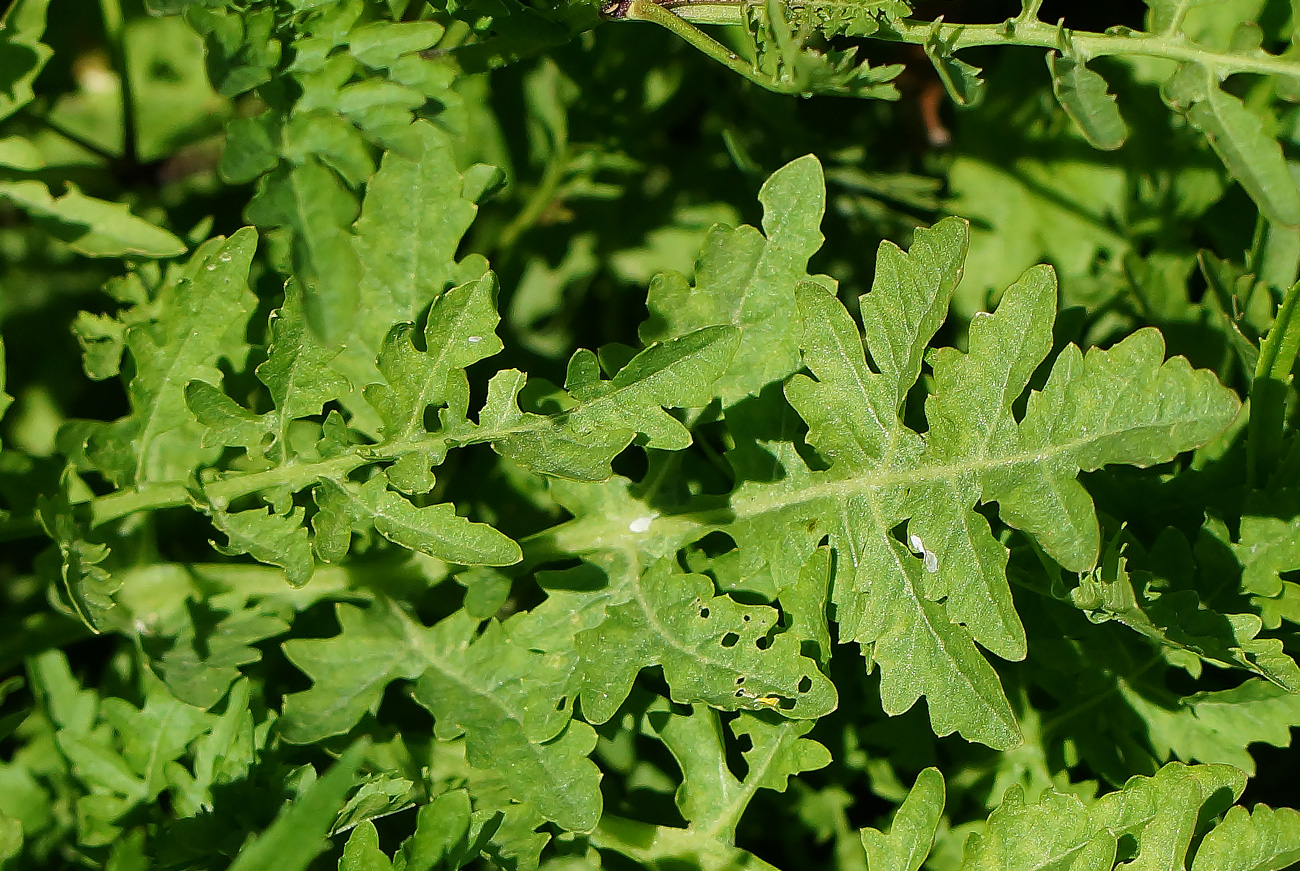 Image of Rorippa sylvestris specimen.