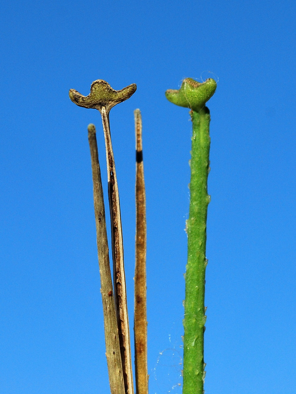 Image of Glaucium fimbrilligerum specimen.