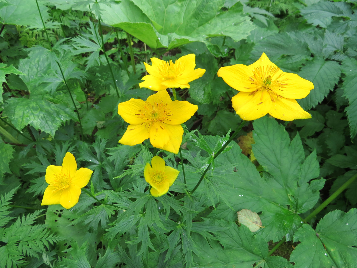 Изображение особи Trollius riederianus.