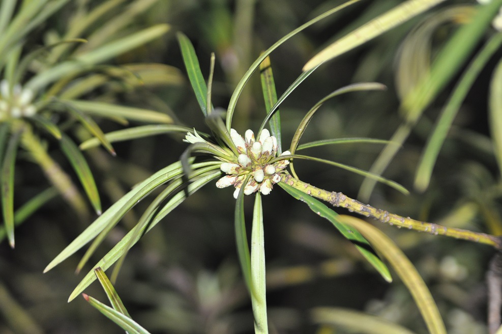 Image of Podocarpus macrophyllus specimen.