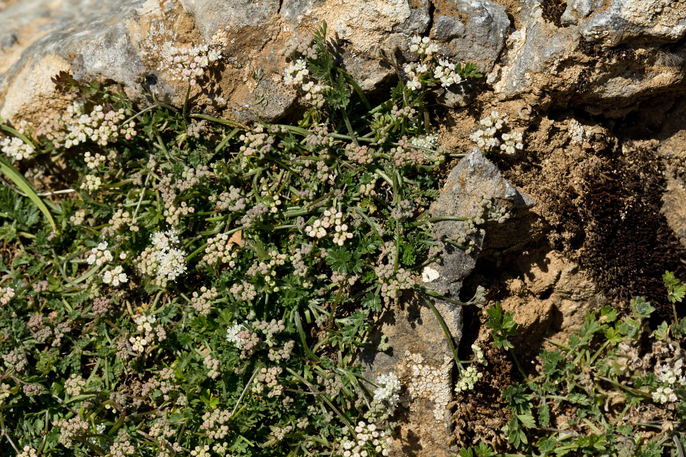 Image of Pimpinella tragium ssp. depressa specimen.