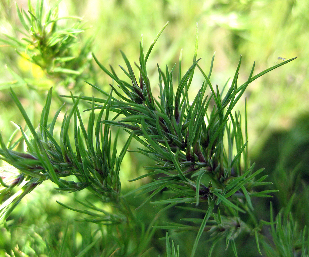 Image of Poa bulbosa ssp. vivipara specimen.