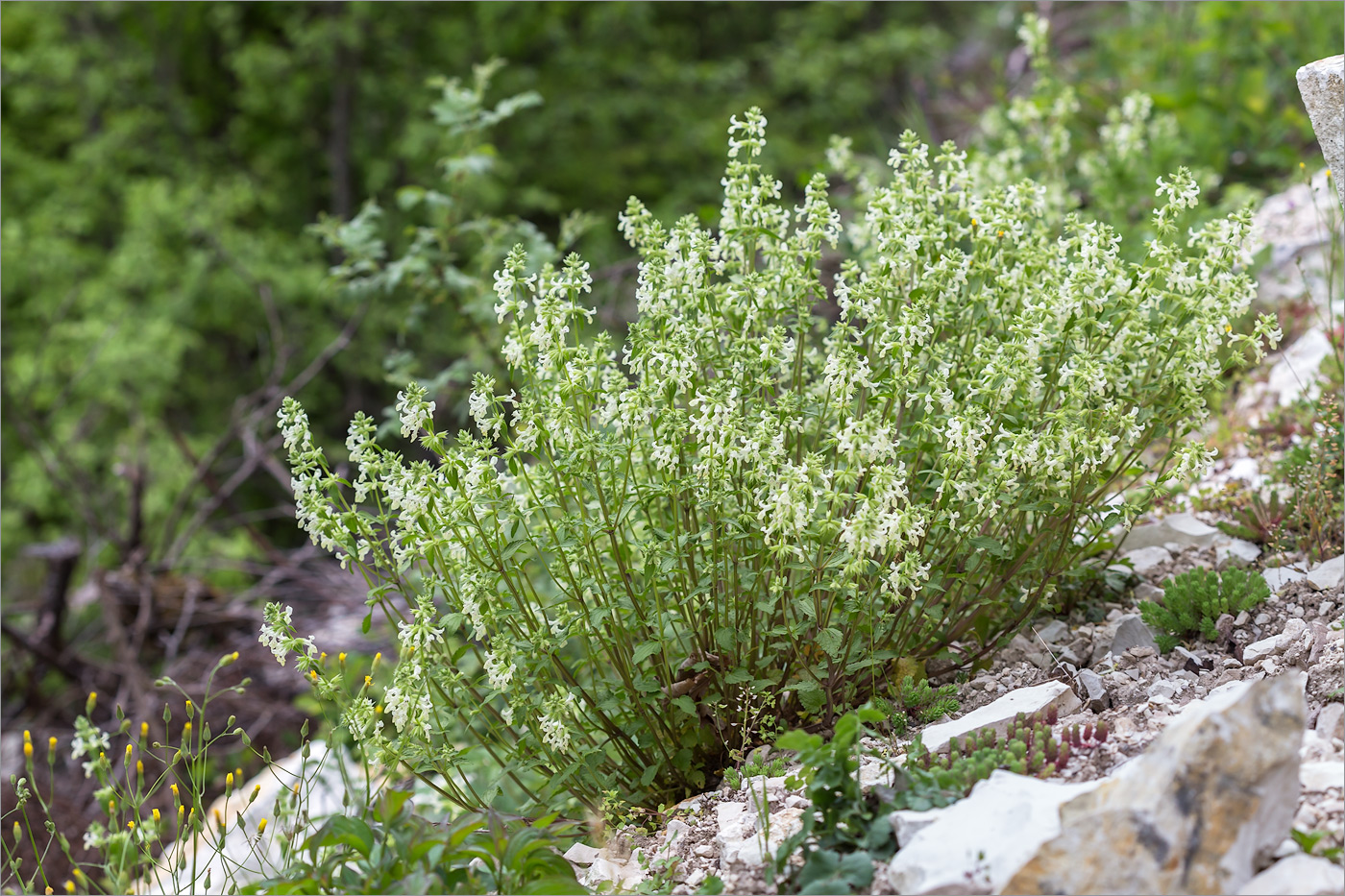 Image of Stachys pubescens specimen.