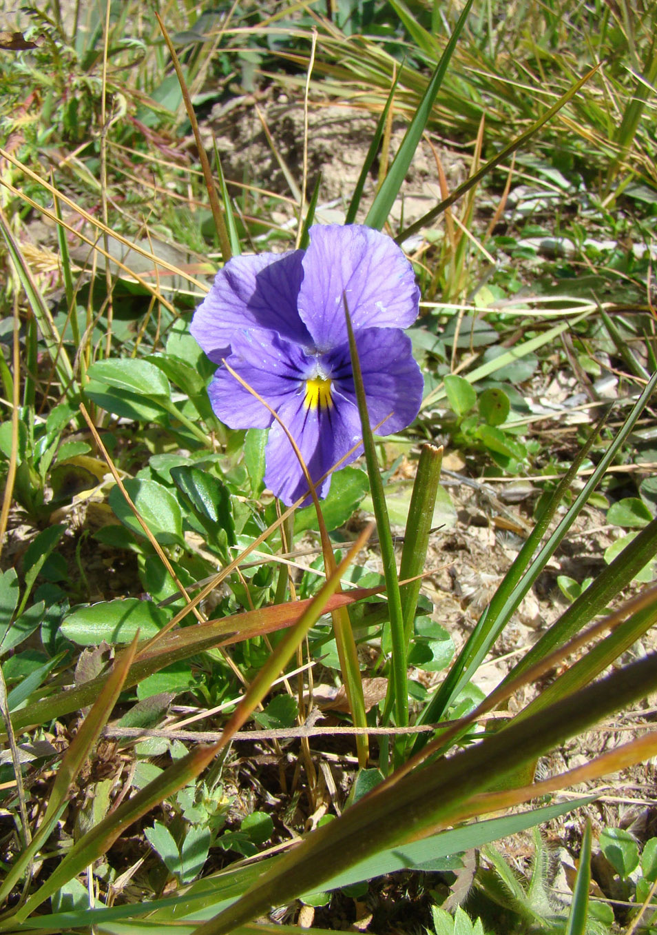 Image of Viola altaica specimen.