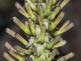 Sansevieria liberica