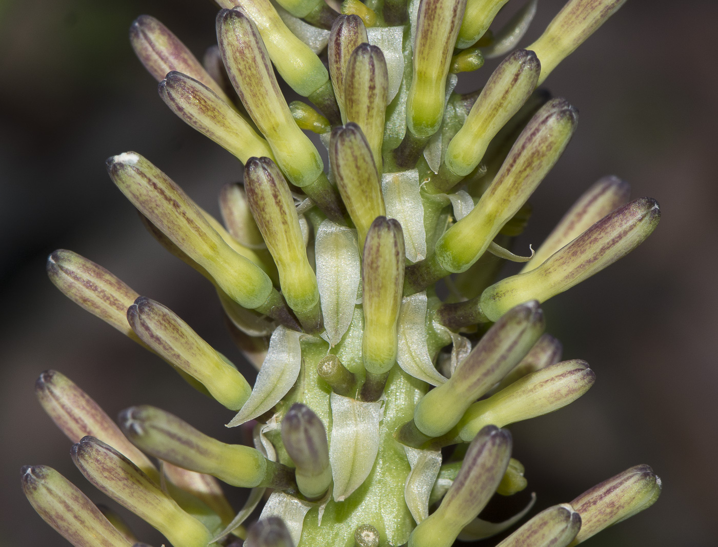 Изображение особи Sansevieria liberica.