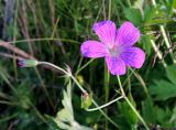 Geranium palustre. Верхушка цветущего растения с цветком, бутоном и отцветшим цветком. Московская обл., г. Балашиха, ж.-д. платформа Никольское, пристанционный пустырь. 21.06.2016.