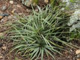 Dyckia remotiflora