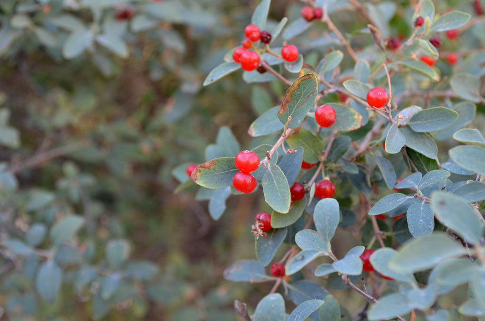 Image of Lonicera korolkowii specimen.