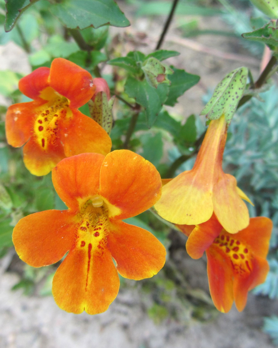 Изображение особи род Mimulus.