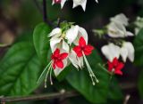 Clerodendrum thomsoniae. Соцветие. Малайзия, Куала-Лумпур, в культуре. 13.05.2017.