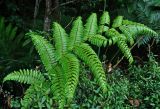 Cibotium barometz. Вайя. Малайзия, Камеронское нагорье, ≈ 1500 м н.у.м., опушка влажного тропического леса. 03.05.2017.