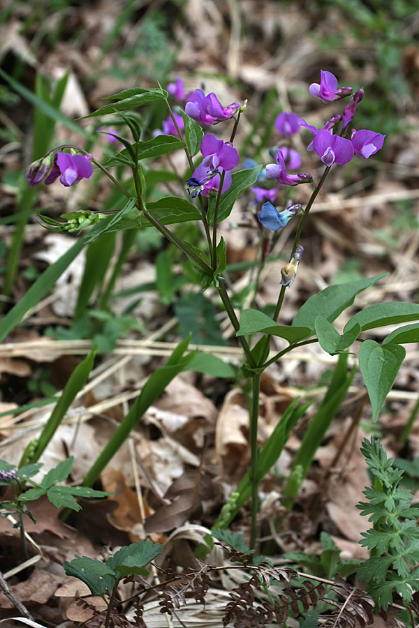 Изображение особи Lathyrus vernus.