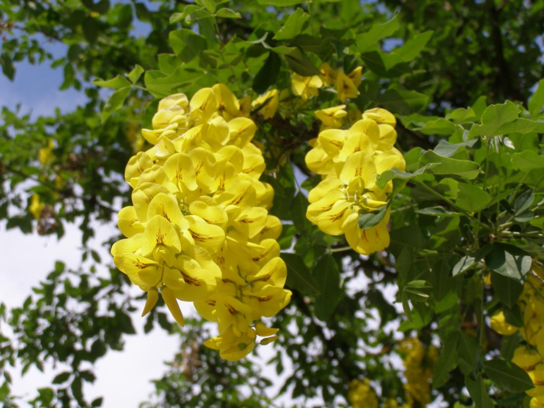 Изображение особи Laburnum anagyroides.