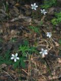 Geranium asiaticum