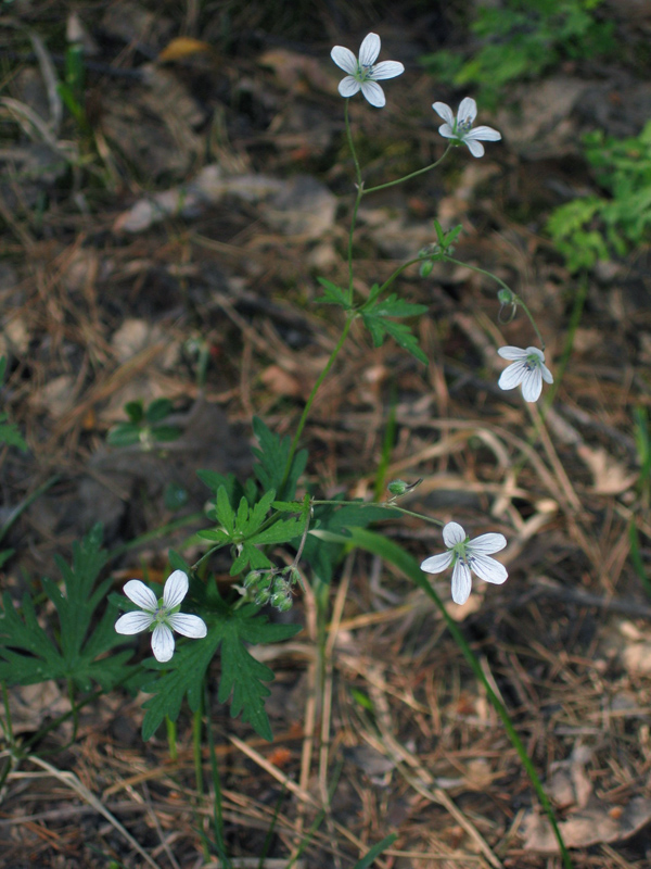 Изображение особи Geranium asiaticum.