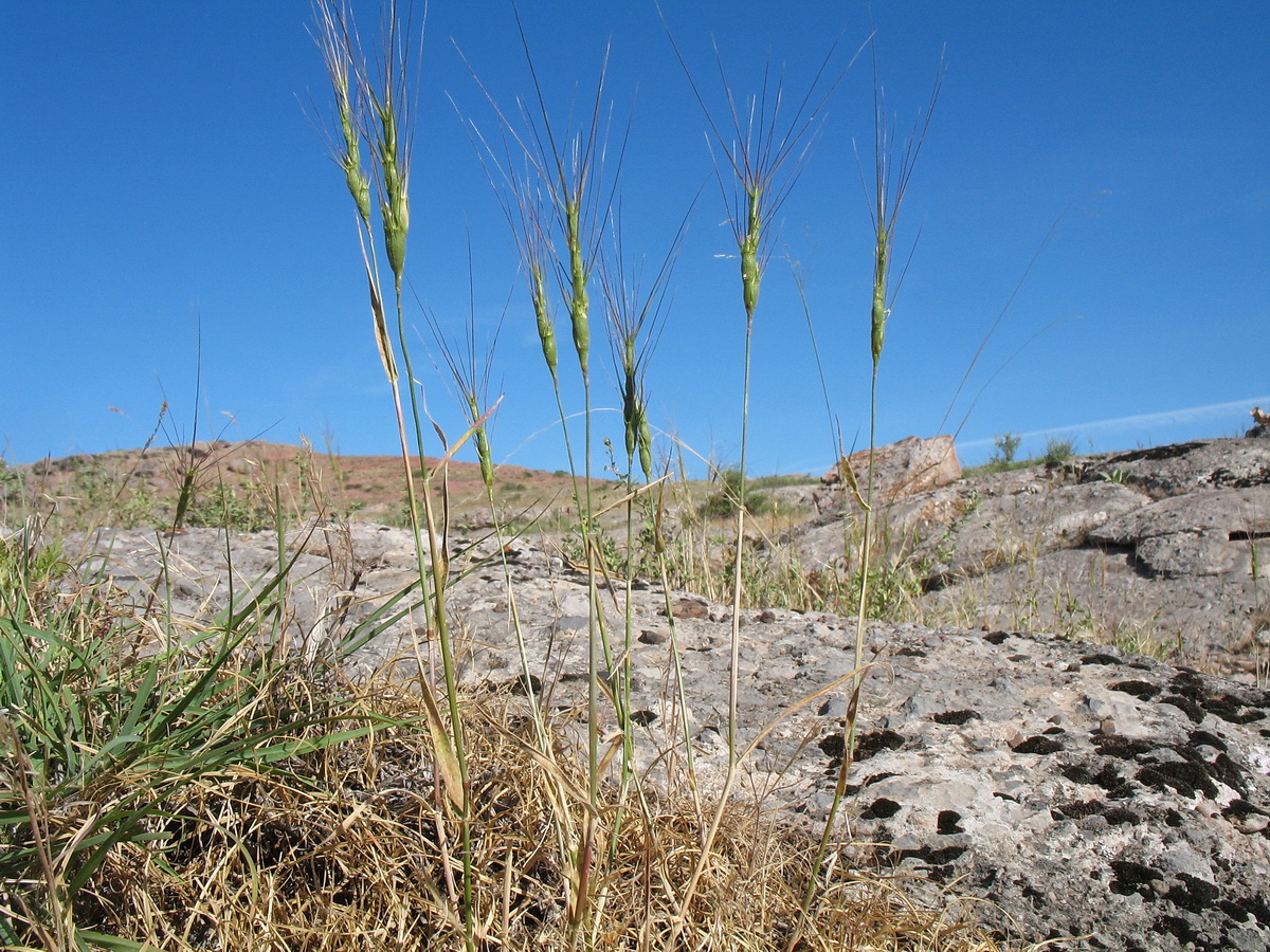Изображение особи Aegilops triuncialis.