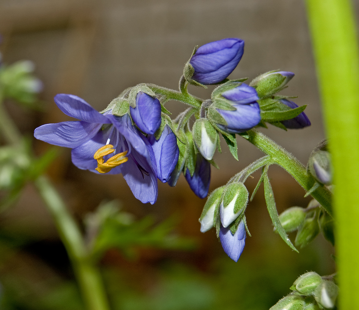 Image of genus Polemonium specimen.