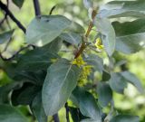 Image of taxon representative. Author is Игорь Павлов