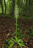 Dactylorhiza romana ssp. georgica