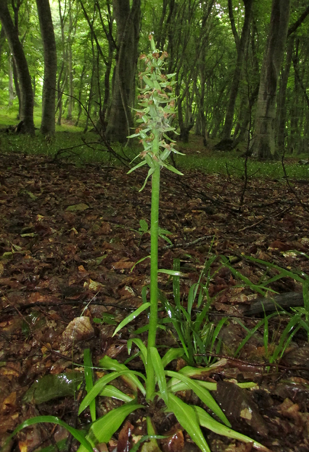 Изображение особи Dactylorhiza romana ssp. georgica.