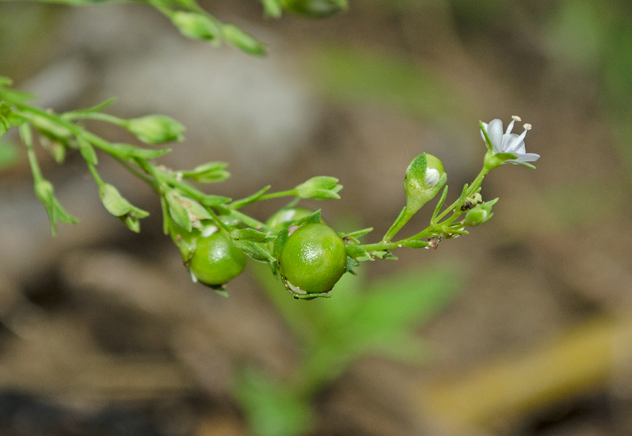 Изображение особи Veronica anagallis-aquatica.