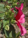 Hibiscus moscheutos. Верхушка побега с бутонами и цветком. Украина, г. Запорожье, Прибрежная автомагистраль, цветник. 15.07.2018.