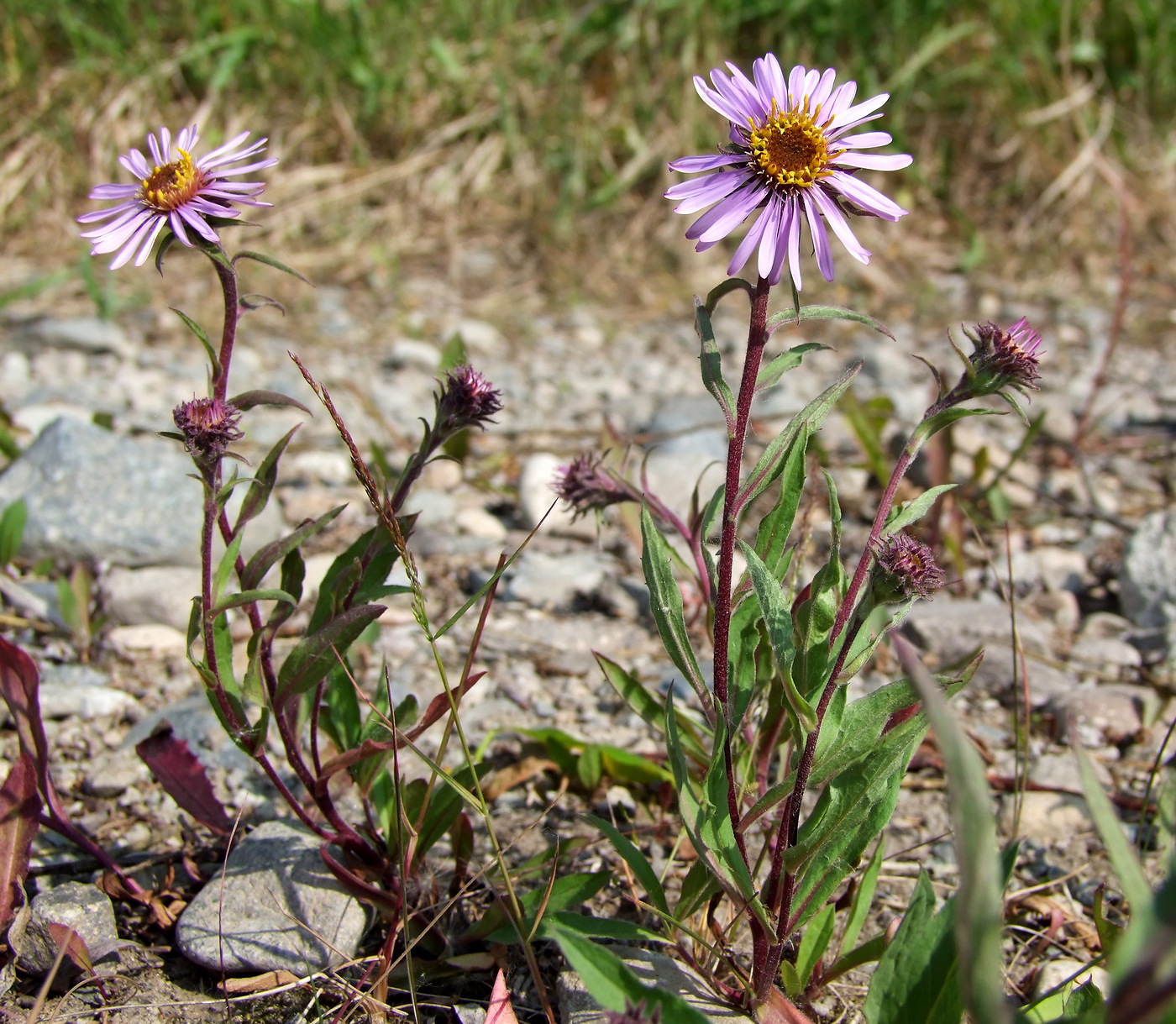 Изображение особи Aster sibiricus.