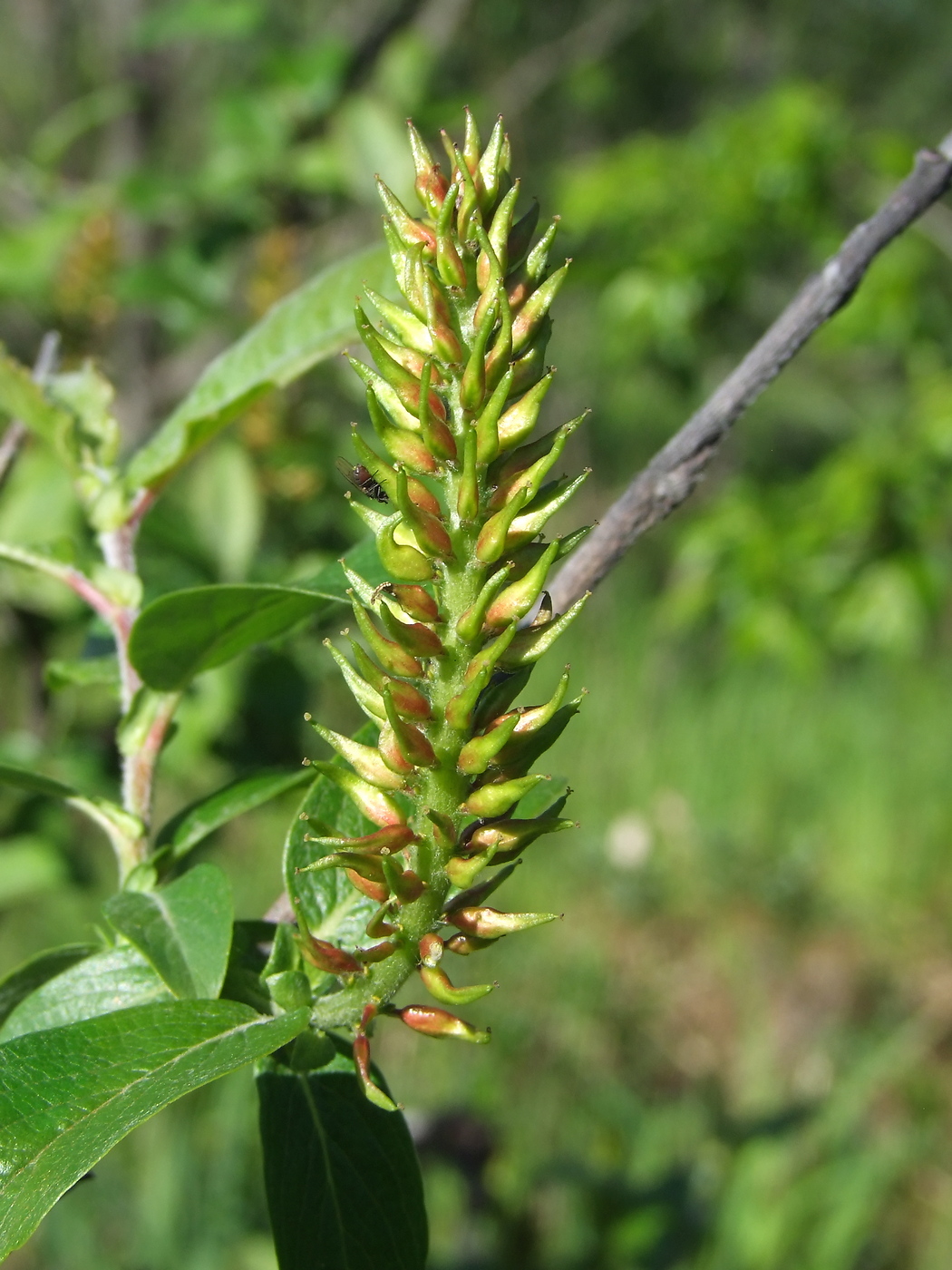 Изображение особи Salix hastata.