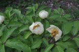 Paeonia macrophylla. Верхушка цветущего растения. Грузия, Боржоми-Харагаульский национальный парк, маршрут №1; гребень горного отрога, край поляны рядом с Picea orientalis ≈ 1850 м н.у.м. 25.05.2018.