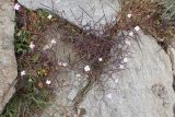 Malcolmia flexuosa