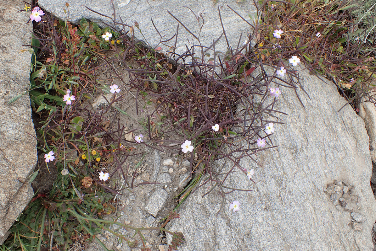 Изображение особи Malcolmia flexuosa.