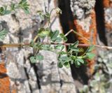 Medicago glutinosa. Фрагмент стебля с листьями. Грузия, Казбегский муниципалитет, окраина с. Степанцминда, зап. склон горы Куро, ≈ 1850 м н.у.м, горный луг. 31.07.2018.