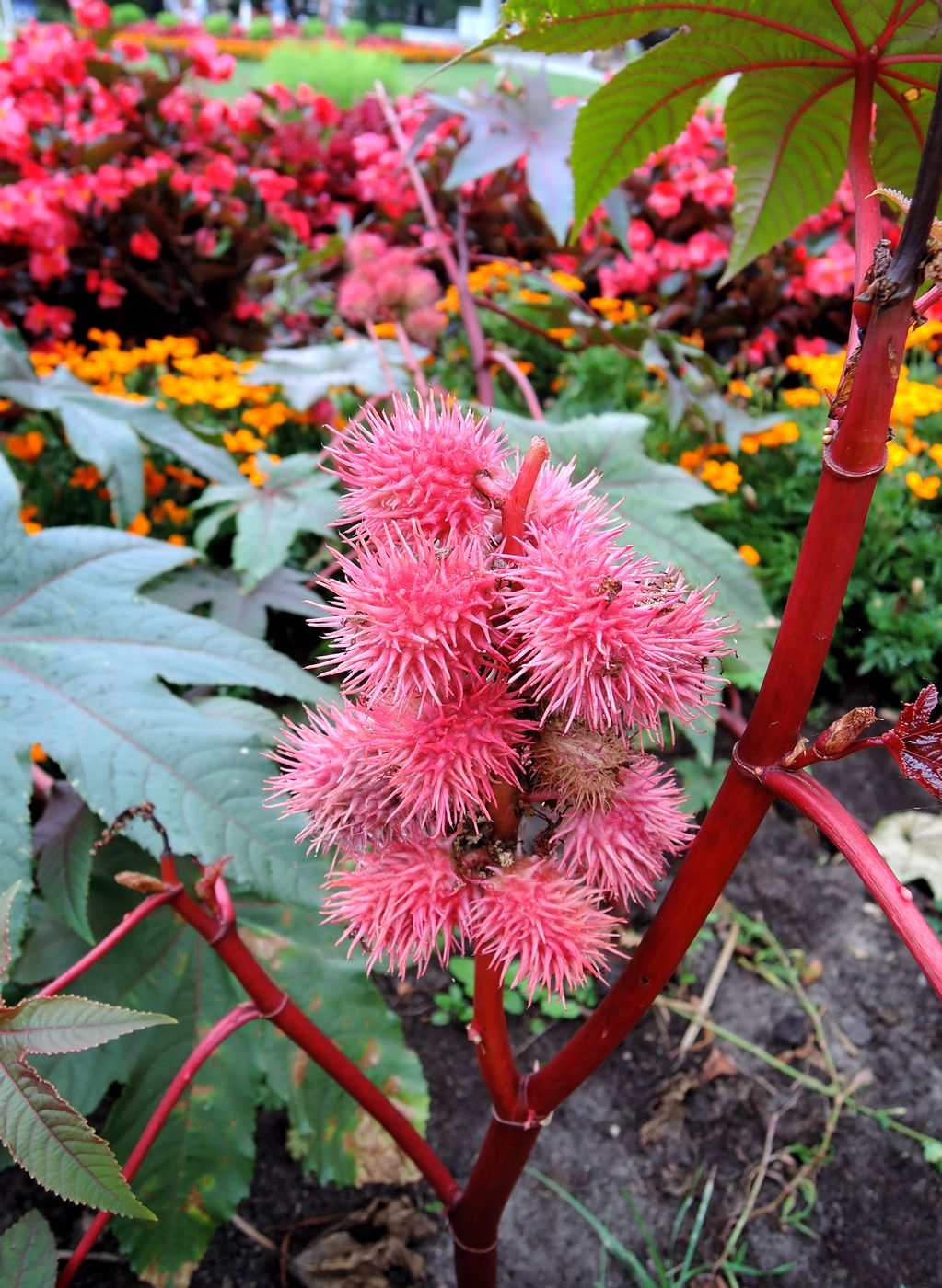 Image of Ricinus communis specimen.