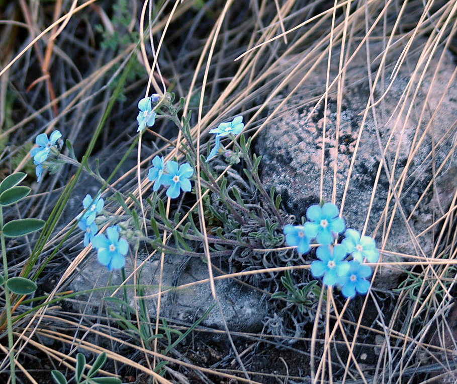 Изображение особи Eritrichium pectinatum.